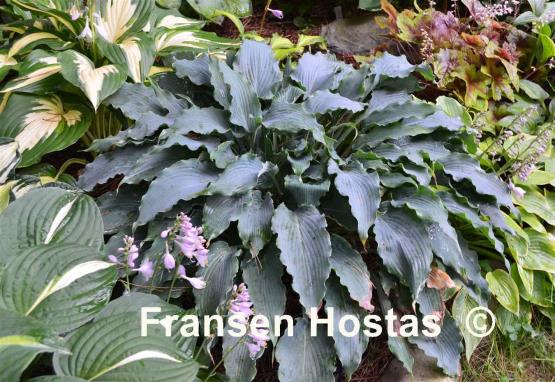 Hosta Blue Cascade